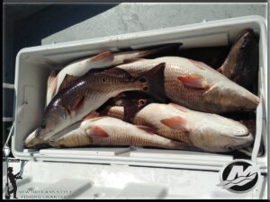 New Orleans Fishing Charter Fishing Guides Louisiana Fish Reports In NOLA