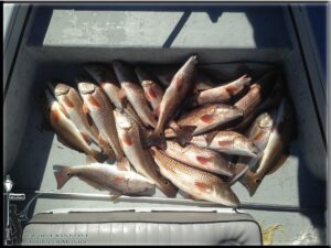 New Orleans Fishing Charter Fishing Guides Louisiana Fish Reports In NOLA