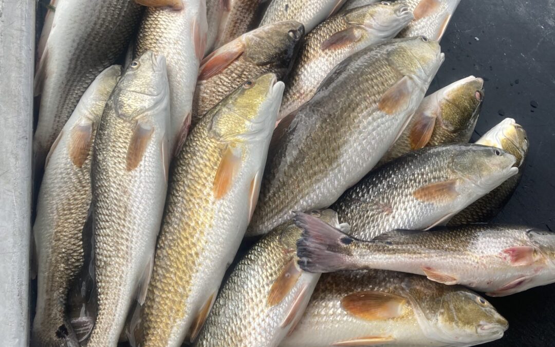 Redfish: A Louisiana Favorite